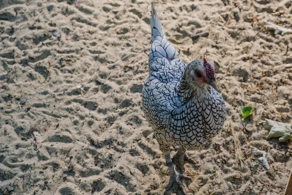 Chicken run along the sand on a rural farm.