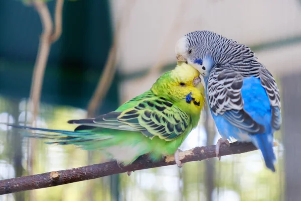 Papagaios Lovebird Azuis Verdes Sentados Juntos Galho Árvore Beijo Lovebird — Fotografia de Stock