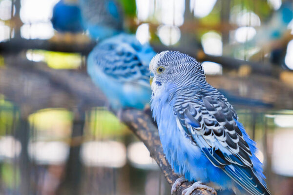 Lovebird Parrots Sitting Together Tree Branch Love Concept — Stock Photo, Image