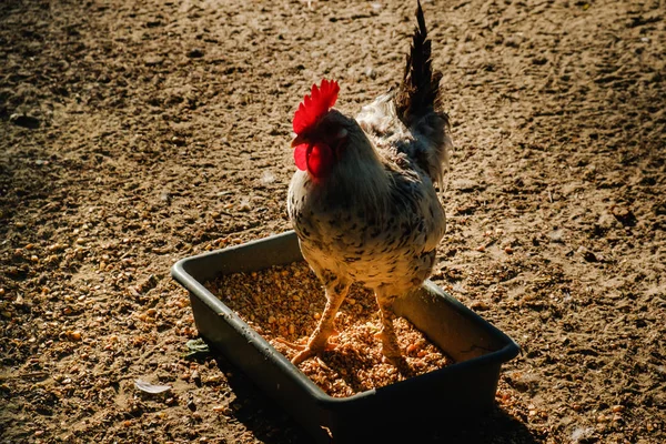 Gallo Correr Largo Arena Una Granja Rural —  Fotos de Stock