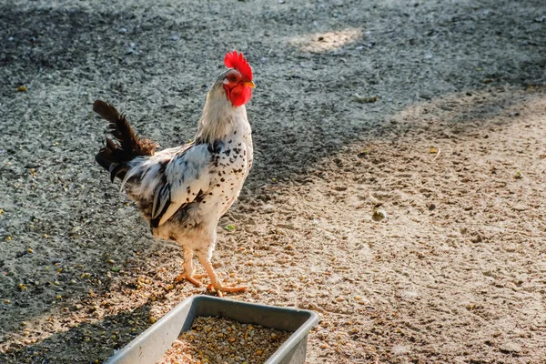 Rooster run along the sand on a rural farm.