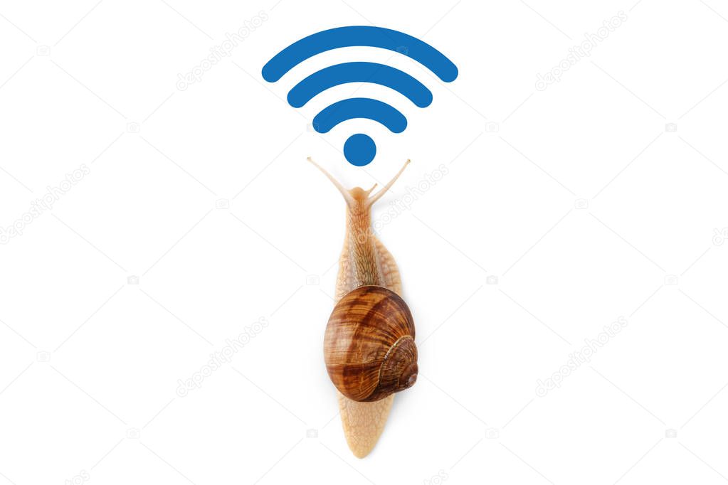 Slow Wi-Fi connection, the concept of speed in the modern network Internet data transfer, running snail isolated on white background, copy space