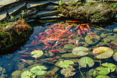 Japonya Koifish sazan Koi gölet, Koicarp su göl