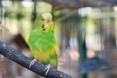 Cennet papağanı papağan birlikte oturan bir ağaç dalı, aşk kavramı