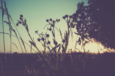 Arka plan üzerinde gün batımı ile yakın çekim çimen çiçek
