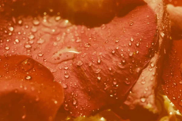 Pétales Rose Rouge Avec Gouttes Eau Concept Floral Romantique — Photo
