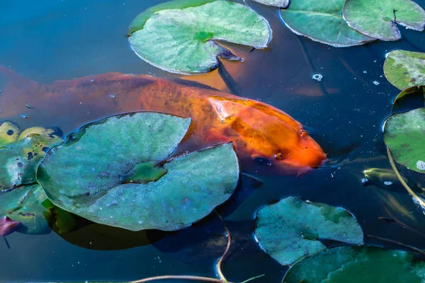 Japonya Koifish sazan Koi gölet, Koicarp su göl