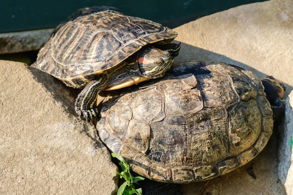 Red Eared Schuifregelaar Schildpad Groep Vijver Water — Stockfoto