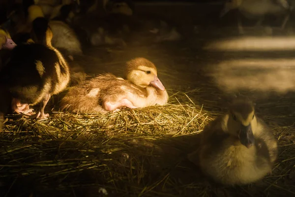 가금류 야드에 Ducklings 농장에 잔디에 — 스톡 사진
