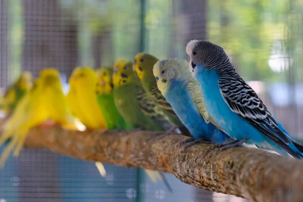 Cennet Papağanı Papağan Birlikte Oturan Bir Ağaç Dalı Aşk Kavramı — Stok fotoğraf