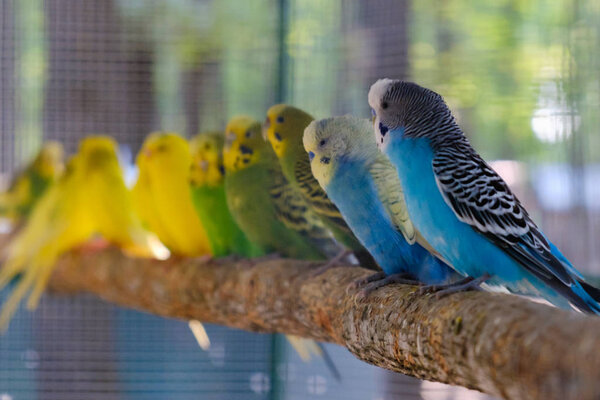 Lovebird Parrots Sitting Together Tree Branch Love Concept — Stock Photo, Image