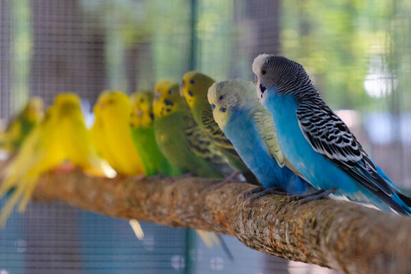 Lovebird Parrots Sitting Together Tree Branch Love Concept Stock Picture