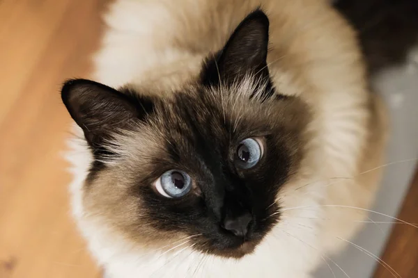 아이드 귀여운 고양이 — 스톡 사진