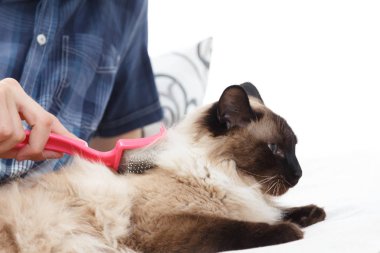 Bakım kedi. El tarağı kabarık kedi tarafından penye. Evde beslenen hayvan bakım alarak balinese kürk.