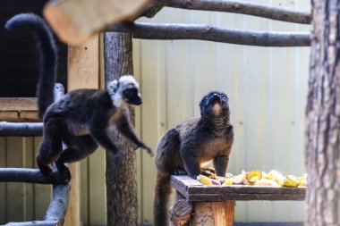 Ring-Tailed lemur catta, yabani memeli hayvanlar Madagaskar hayvan