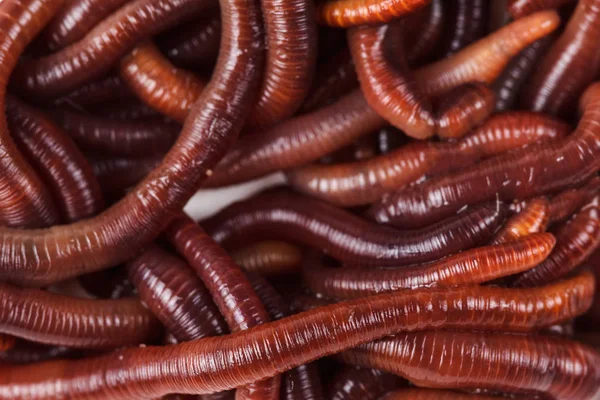 Тварина Землі Черв Фону Рожеві Ringworms Ґрунту — стокове фото
