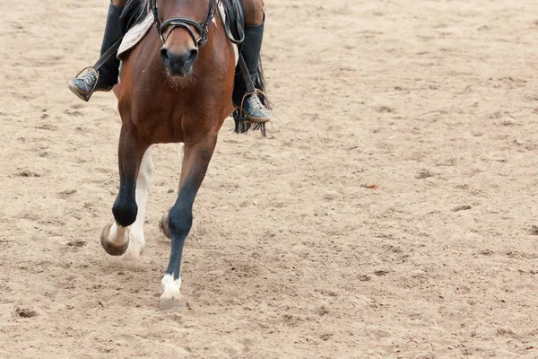 Leren Paardrijden Instructeur Leert Paardensport Sport — Stockfoto
