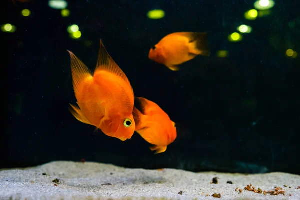 Goldfish in aquarium water zoo store for pets close up