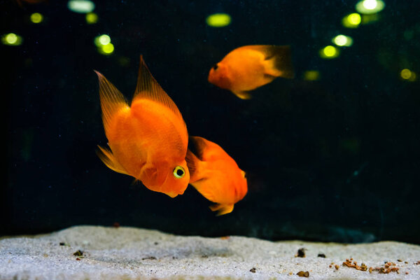 Goldfish Aquarium Water Zoo Store Pets Close Stock Picture