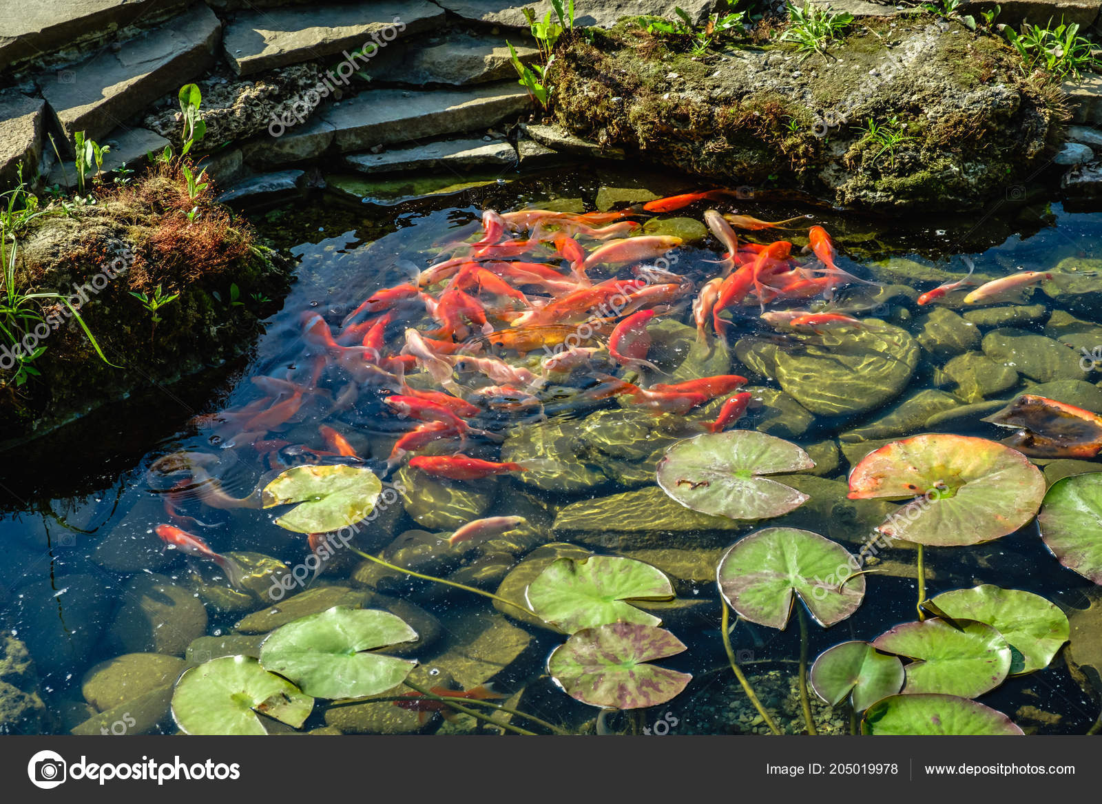 Japan Koifish Carp Koi Pond Koicarp Water Lake Stock Photo Image By C Bravissimos 205019978