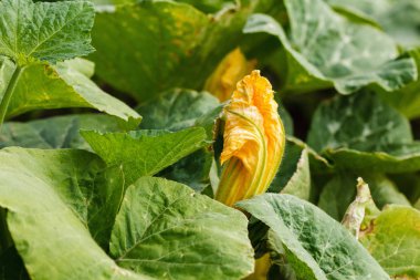 Kabak sarı çiçek yakın çekim yeşil grupta bırakır, satır alanında