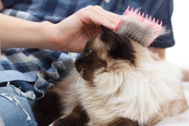 Kedi kürk için bakım. El tarağı kabarık kedi tarafından penye. Yurtiçi hayvan bakımı Balili alarak.