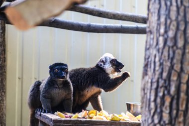 Ring-Tailed lemur catta, yabani memeli hayvanlar Madagaskar hayvan