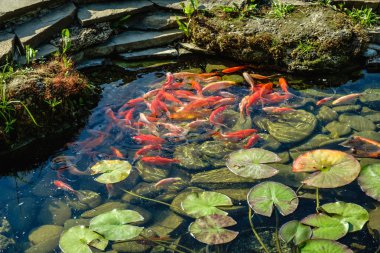 Japonya Koifish sazan Koi gölet, Koicarp su göl