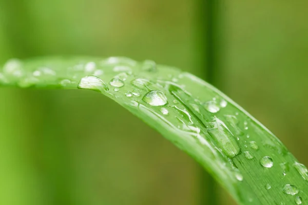 Wassertautropfen Nach Regen Auf Blattmakro Frische Grüne Blumige Abstrakte Hintergrund — Stockfoto