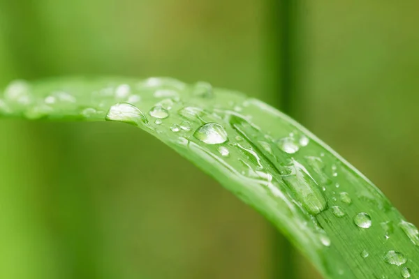 Gocce Rugiada Dell Acqua Dopo Pioggia Macro Foglia Fresco Verde — Foto Stock