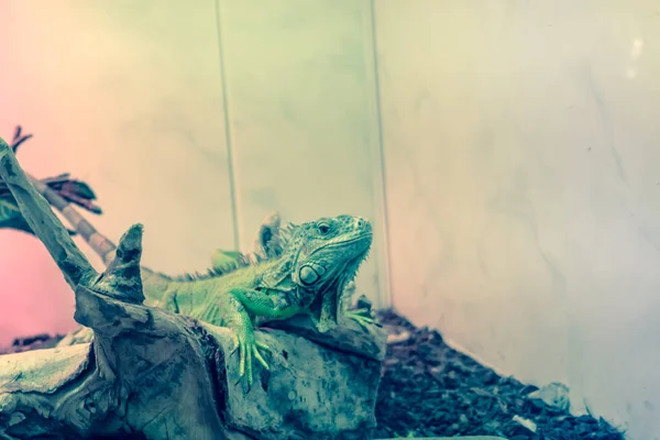 Iguana Verde Ramo Réptil Lagarto Animal Perto — Fotografia de Stock