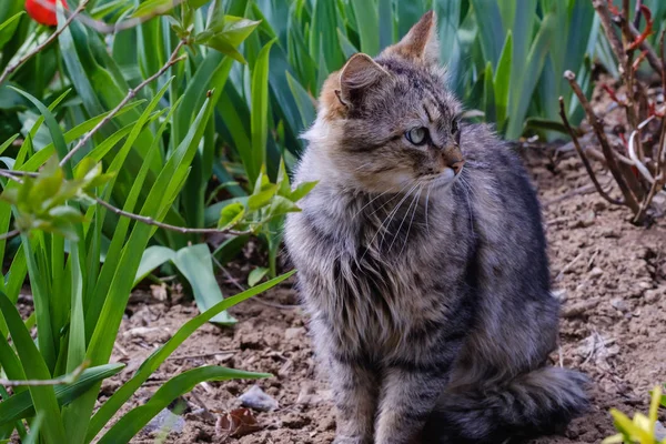 Schattige Kat Speelt Tuin Met Tulpen — Stockfoto