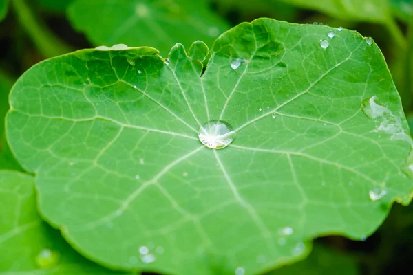 Stora Vackra Droppar Regnvatten Ett Grönt Löv Makro Daggdroppar Morgonen — Stockfoto