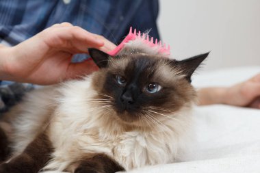 Kedi kürk için bakım. El tarağı kabarık kedi tarafından penye. Yurtiçi hayvan bakımı Balili alarak.