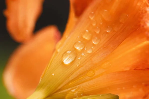 Gocce Rugiada Pioggia Sui Petali Del Giglio — Foto Stock