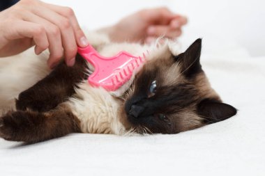Kedi kürk için bakım. El tarağı kabarık kedi tarafından penye. Yurtiçi hayvan bakımı Balili alarak.