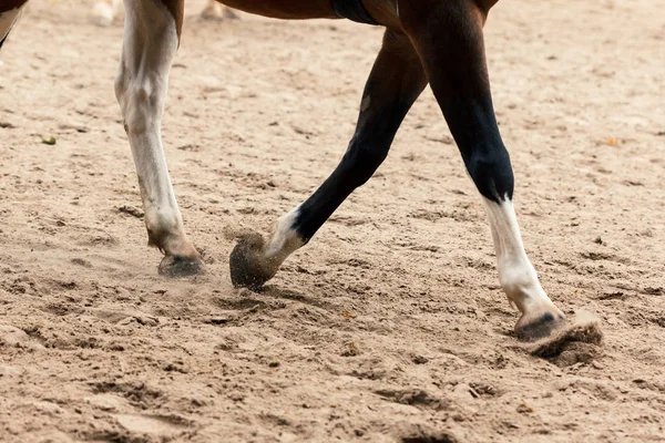 Εκμάθηση Ιππασίας Εκπαιδευτής Διδάσκει Έφηβος Ιππικό Άθλημα — Φωτογραφία Αρχείου