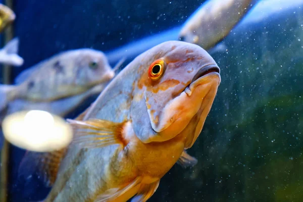 Peixes Tropicais Exóticos Close Nadando Aquário Subaquático — Fotografia de Stock