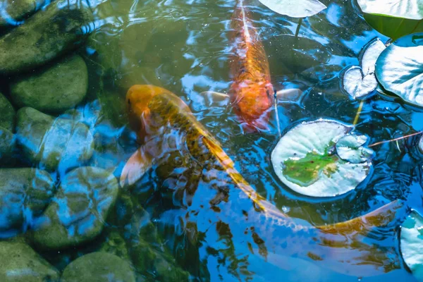 Japón Carpa Koifish Estanque Koi Koicarp Lago Agua — Foto de Stock