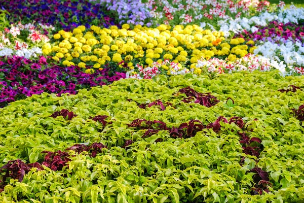 Renkli çiçek ve bir sarma çim çim yol çekici bir İngilizce resmi bahçe doğal görünümünü