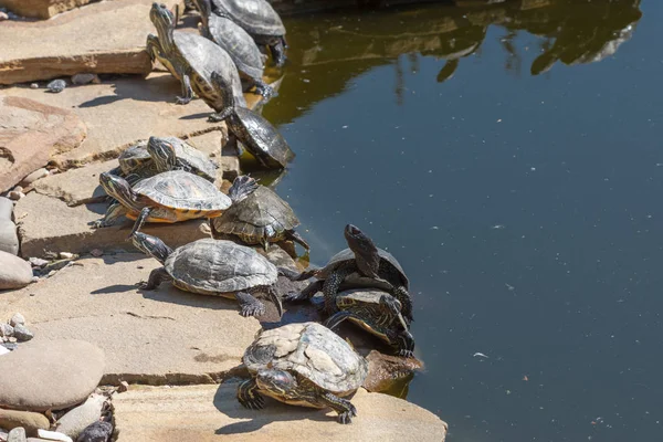 Rode Phayre Schuifregelaar Schildpad Trachemys Scripta Elegans Close Van Portret — Stockfoto