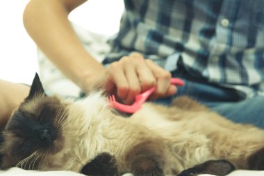 Kedi kürk için bakım. El tarağı kabarık kedi tarafından penye. Yurtiçi hayvan bakımı Balili alarak.