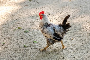 Horoz kum kırsal bir çiftlikte çalıştırmak.