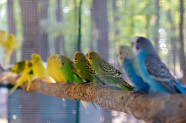 Cennet papağanı papağan birlikte oturan bir ağaç dalı, aşk kavramı