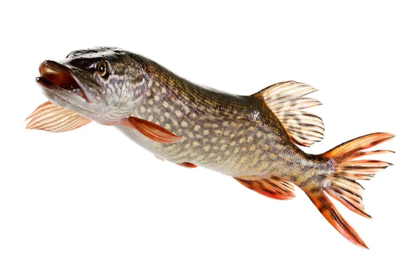 Pesce Luccio Isolato Fondo Bianco — Foto Stock