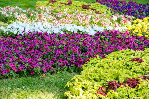 Renkli çiçek ve bir sarma çim çim yol çekici bir İngilizce resmi bahçe doğal görünümünü