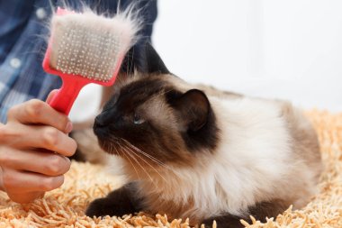 Kedi kürk için bakım. El tarağı kabarık kedi tarafından penye. Yurtiçi hayvan bakımı Balili alarak.