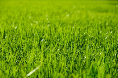 Taze yeşil ot dokusu arka plan çimenliği