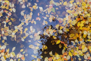 Bir su birikintisi içine sıçramasına sonbahar, sonbahar, su birikintisi yağmur