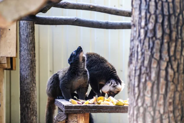 Lemur Kata Rámci Volně Žijící Savec Madagaskar Zvíře — Stock fotografie